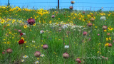 Pincushion Daisies for a Wildflower Tapestry