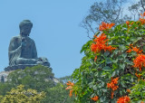 Buddha Blesses Flowers