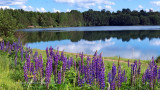 Lupine Lake Bedburg