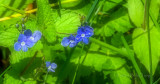 Koenigssee-Veronica chamaedrys