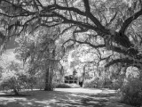 magnolia_plantation_infrared_