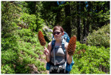 Sugar pinecones