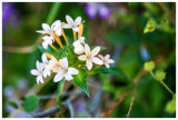 Collomia grandiflora