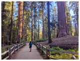 Grant Grove