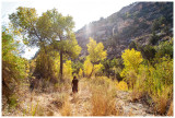 Fall color in Armstrong Canyon