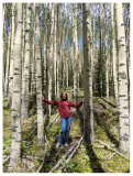 Aspens