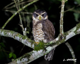 Band-bellied Owl