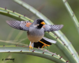 Buff-bridled Inca-Finch