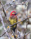 Crimson-mantled Woodpecker