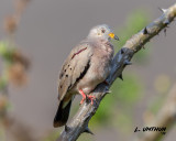 Croaking Ground Dove