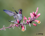 Annas Hummingbird-juvenile male