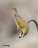 Orange-crowned Warbler