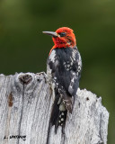 Red-headed Sapsucker