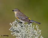 Yellow-rumped Warbler