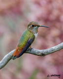 Rufous Hummingbird