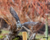 Northern Hawk-Owl