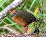 Russet-crowned Crake