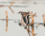 Killdeer