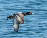 Lesser Scaup