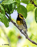 Townsends Warbler