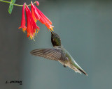 Black-chinned Hummingbird