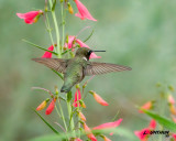 Black-chinned Hummingbird