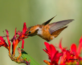 Rufous Hummingbird