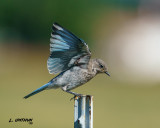 Western Bluebird - juvenile