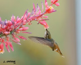 Rufous Hummingbird