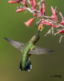 Black-chinned Hummingbird