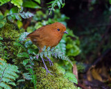 Rufous Antpitta