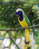 Green Jay