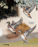 American Wigeon