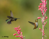 Black-chinned & Rufous Hummingbird