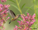 Calliope Hummingbird (female)