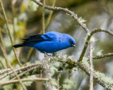 Black and Blue Tanager