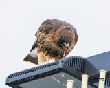 Red-taailed Hawk