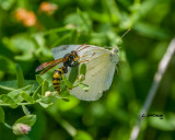 Golden-paper Wasp & Cabbage White
