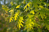 The Green Leaves Of Summer