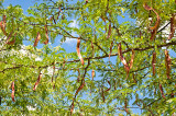 Robinia Fruits