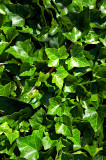 Green Ivy