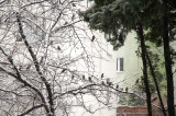 Sparrows On Snow Covered Branches