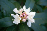 Azalea First Bloom