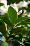 Rhododedron Bud Bottom