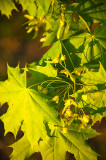 Fresh Green Leaves - Side