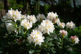 Side View Of Rhododendron Shrub