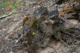 Side Part Of The Stump