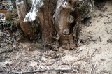 Bottom Part Of The Stump