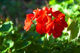 Red Pelargonium