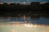 Ducks In Sunset Glow
